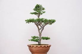 Jasmine Bonsai Tree Varieties How To