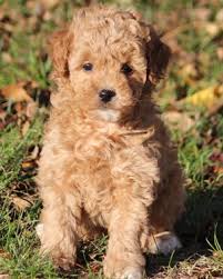 teddy bear miniature poodle puppies
