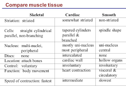 Muscles And Muscle Tissue Ppt Video Online Download