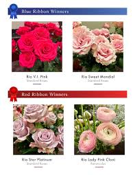 rio roses wins 4 ribbons at saf 2023