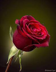 A Single Rose Is My Garden Rakesh Syal