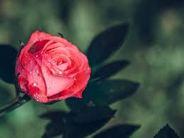 happy rose day 2023 shayari wishes