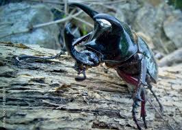 orictes rhinoceros beetle black colour