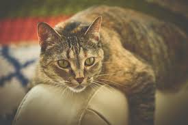 what is the best sofa material for cats