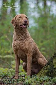 Chesapeake bay retriever puppies for sale near east rochester, new york, usa, page 1 (10 per page) puppyfinder.com is your source for finding an ideal chesapeake bay retriever puppy for sale near east rochester, new york, usa area. Farben Chesapeake Bay Retriever