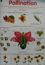 Chart Pollination Junior Science Chart Series