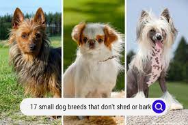 17 small dog breeds that don t shed or