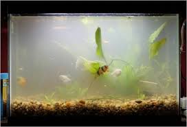 the war on algae miyabi aqua design