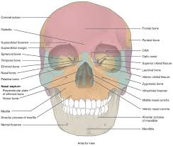 the skull anatomy physiology