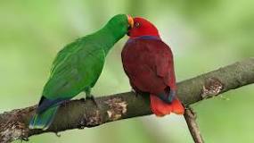 Image result for About SOLOMON ISLAND ECLECTUS FEMALE