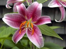 Toxic to cats and dogs. Easter Lilies Are Poisonous To Cats Pet Poison Helpline