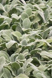 silver carpet lambs ears free