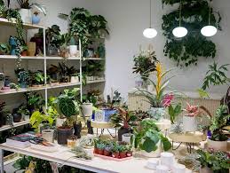 Plants and flowers nursery near me. A Comprehensive Guide For Plant Lovers In Berlin Iheartberlin De