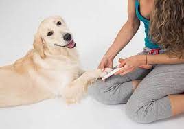 how to trim dog nails without clippers