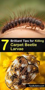 killing carpet beetle larvae clever