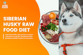 husky raw dog food t guide best