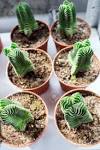 Resultado de imagem para crassula pyramidalis