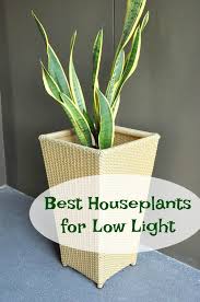 Best Houseplants For Low Light Mom Foodie