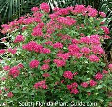 flowering perennials for south florida