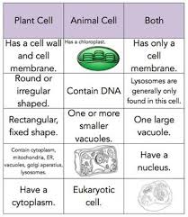 This web page contains plant cell facts for kids and is an excellent resource for anyone of any age looking to learn about the cells in plants. Plant And Animal Cell Sort Plant And Animal Cells Science Cells Animal Cell