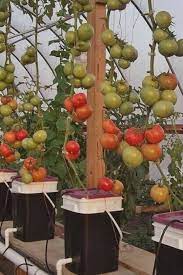 hydroponic tomatoes how to grow