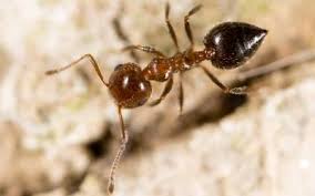 fire ants florida pest control