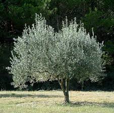 Their scent makes them ideal for planting near windows and outdoor living areas where the fall blooming flowers can be readily enjoyed. Olives Gardening Solutions University Of Florida Institute Of Food And Agricultural Sciences