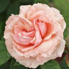 Donatella (Bush Rose) | Peter Beales Roses - the World Leaders in Shrub,  Climbing, Rambling and Standard Classic Roses