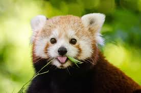 why red pandas are endangered and what
