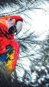 exotic macaw parrot iphone 6 6s plus