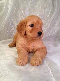 Find goldendoodle puppies for sale and dogs for adoption near you in des moines, cedar rapids, davenport or iowa. Goldendoodle Puppies For Sale Goldendoodle Breeder In Iowa