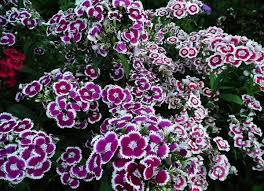 Стайни и градински цветя, начин на отглеждане, идеи за градината и много други свързани с естествените и красиви цветове в живота ни. Cvetya Za Gradina Kato Ot Romantichna Prikazka Lazara Bg