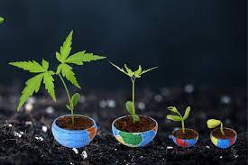 learn the 3 plant growth ses now