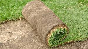 lay sod in central texas