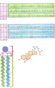 lipids structure diagram diagram quizlet