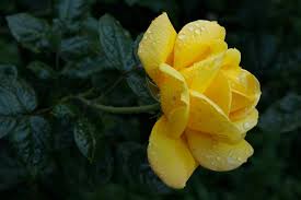 yellow rose wet droplets
