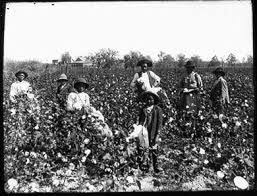 Image result for cotton plantation