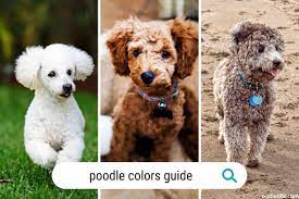 poodle colors guide with photos