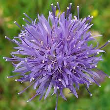 JASIONE LAEVIS SEEDS (Sheep's Bit Scabious,) - Plant World Seeds