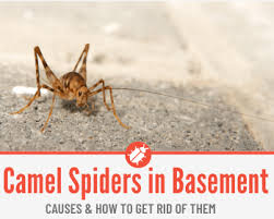 camel spider crickets in basement how