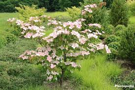 Interesting facts about dogwood trees. Cornus Kousa Chinensis Japanese Dogwood Tree How To Plant And Care Plantopedia
