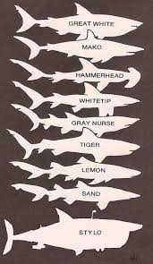 Shark Identification Chart Ocean Types Of Sharks Shark