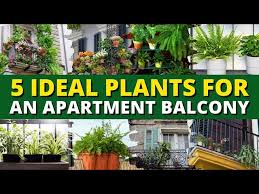 5 Ideal Plants For An Apartment Balcony
