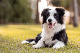 border collie breed facts personality
