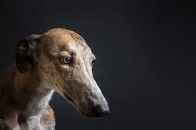 Fares, schedules and ticketing for greyhound lines, the largest north american intercity bus company, with 16,000 daily bus departures to 3,100 destinations in the united states and canada. Petition Stop Exporting Greyhounds To China One Green Planet