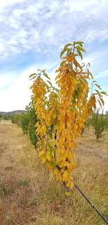 yellow leaves on your fruit tree