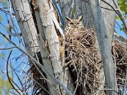 Photos And S For Great Horned Owl