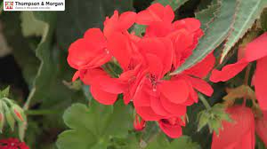 How to Overwinter Geraniums | Blog at Thompson & Morgan