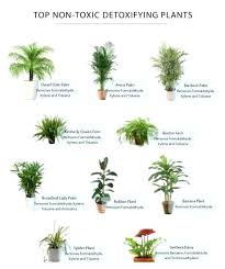 Plants Poisonous Plants