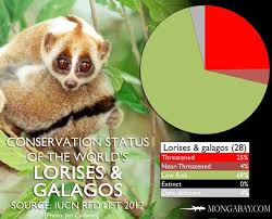 Chart Conservation Status Of The Worlds Lorises And